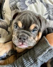 English bulldog available for adoption (delivery is possible)