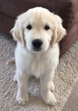 Male and Female Golden Retriever Puppies 💕Delivery Available🌎