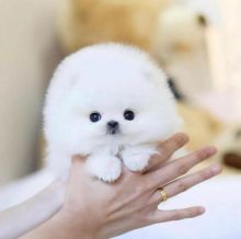 Pomeranian puppies available for adoption