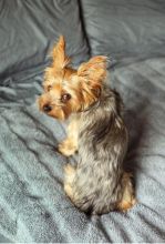 Yorshire puppies for adoption available
