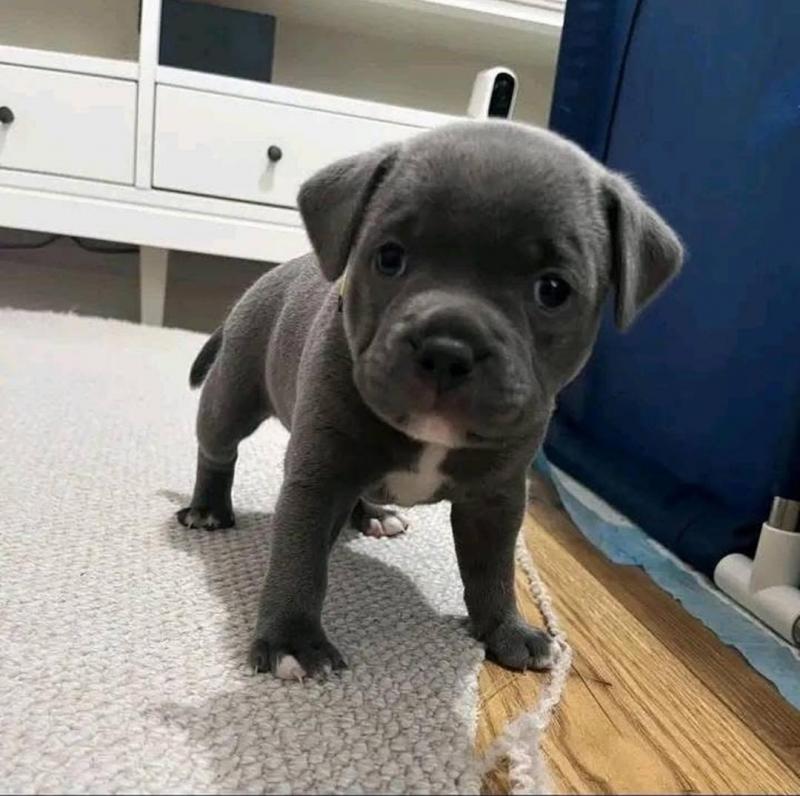 American blue nose pitbull puppies for free adoption male and female available Image eClassifieds4u