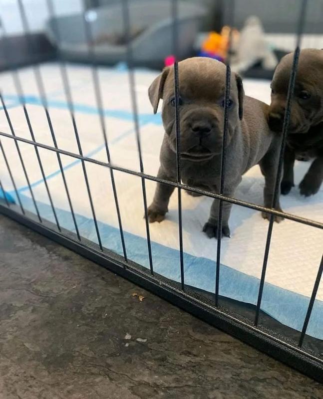 Beautifull male and female Blue nose pitbull puppies for adoption Image eClassifieds4u