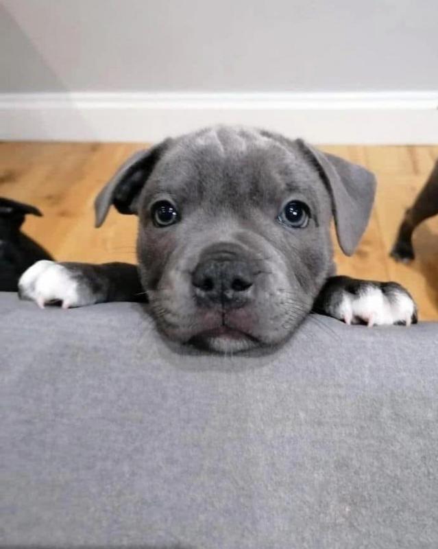 Beautifull male and female Blue nose pitbull puppies for adoption Image eClassifieds4u