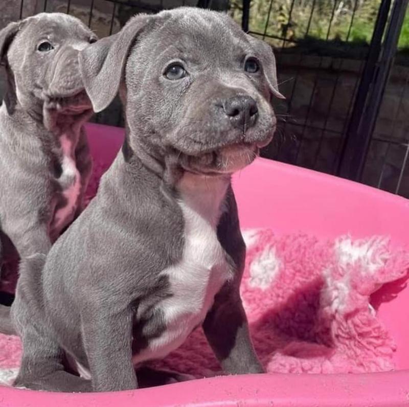 Blue nose pitbull puppies available for free adoption Image eClassifieds4u