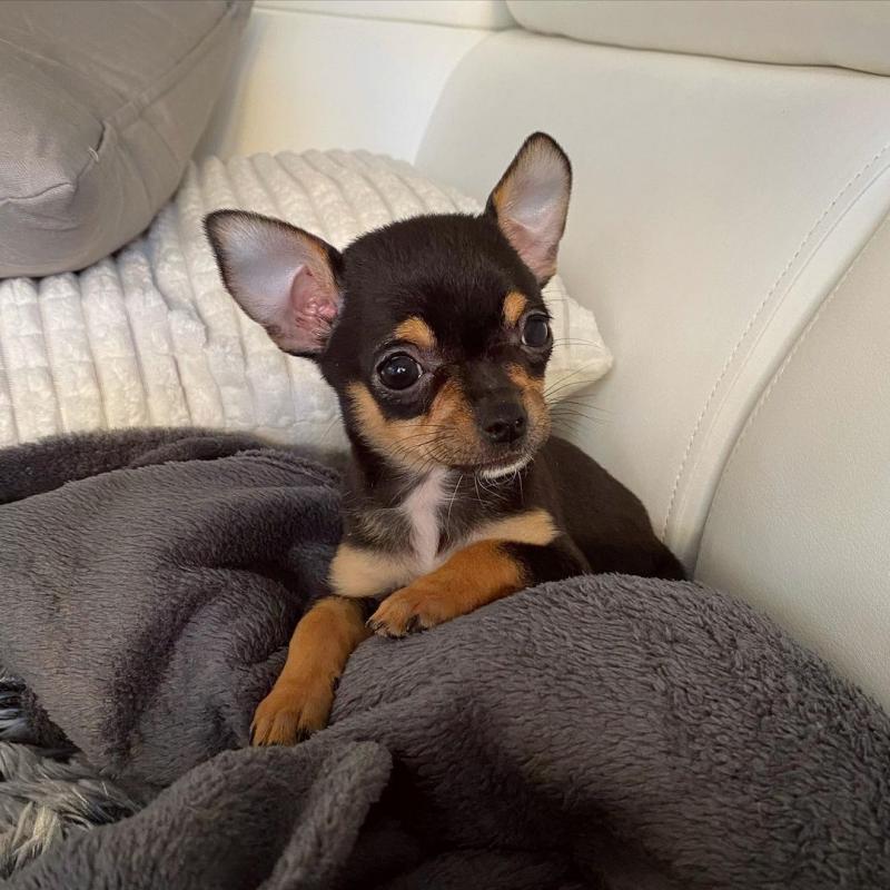 Chihuahua puppies available for adoption Image eClassifieds4u