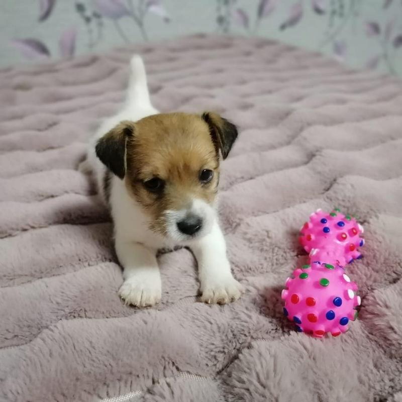 Jack russel puppies available for adoption Image eClassifieds4u