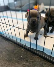 American blue nose pitbull puppies for free adoption male and female available Image eClassifieds4u 4