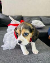 beagle puppies for rehoming Image eClassifieds4u 2