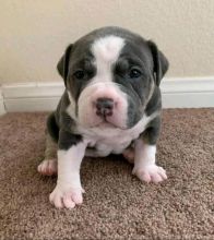 Blue nose pitbull puppies for adoption Image eClassifieds4u 3