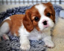Cavalier King Charles Spaniel Puppies for Adoption 💕Delivery Available🌎 Image eClassifieds4U