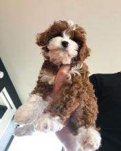 Cavapoo puppies for adoption in a new home Image eClassifieds4u 3