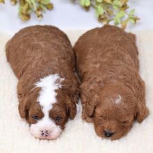 Cavapoo puppies for adoption in a new home Image eClassifieds4u 2