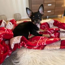 Chihuahua puppies available for adoption Image eClassifieds4u 1