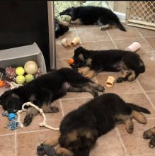 German shepherd puppies for adoption,one male and one female Image eClassifieds4u 4