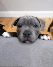 Male and female American blue nose pitbull puppies for free adoption Image eClassifieds4u 2