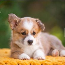 pembroke welsh corgi puppy for adoption (delivery is possible) Image eClassifieds4u 2