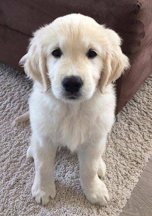 Marvelous Golden Retriever Puppies available 💕Delivery Available🌎 Image eClassifieds4u