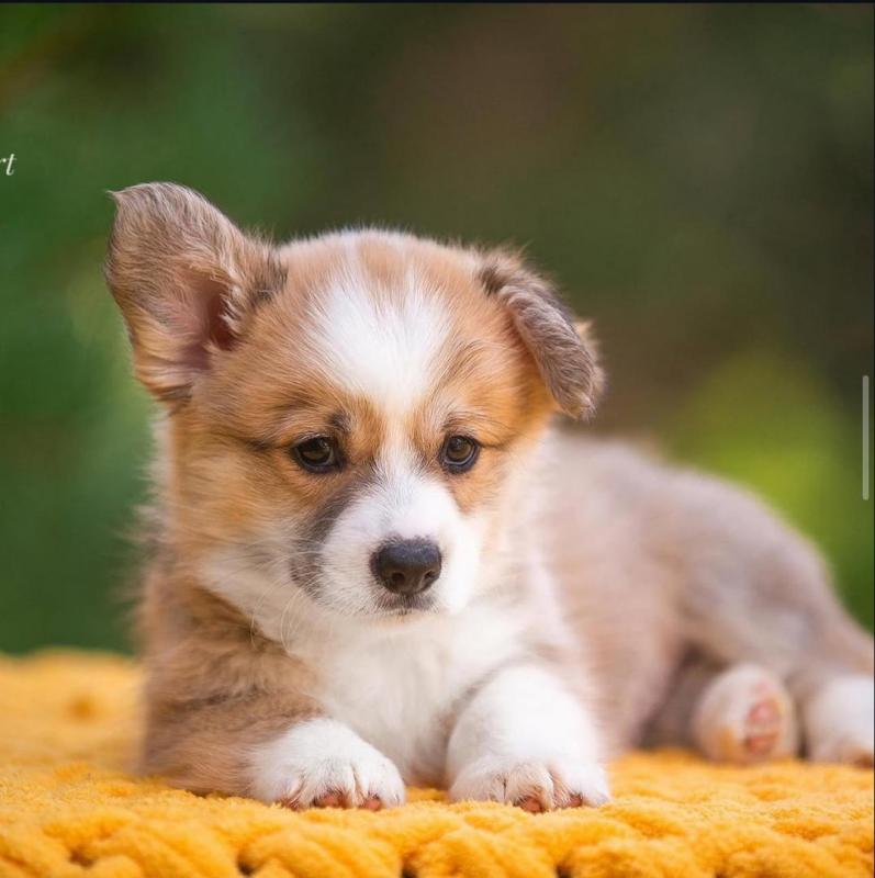 pembroke welsh corgi puppy for adoption (delivery is possible) Image eClassifieds4u