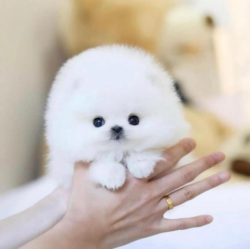 Pomeranian puppies available for adoption Image eClassifieds4u