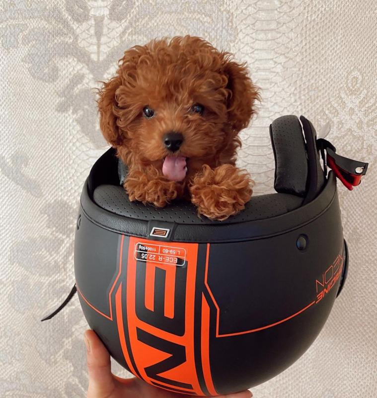 Toy poodle puppies looking for a new home Image eClassifieds4u