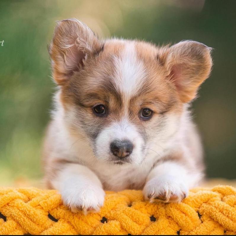Welsh corgi puppies for free adoption Image eClassifieds4u