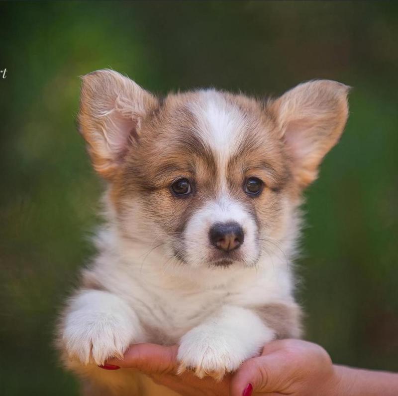 Welsh corgi puppies for free adoption at (simard19853@gmail.com) Image eClassifieds4u