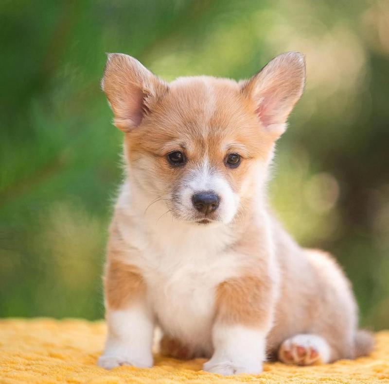 Welsh corgi puppies for free adoption at (simard19853@gmail.com) Image eClassifieds4u