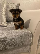 Adorable Yorkshire puppies for sale!!Email petsfarm21@gmail.com