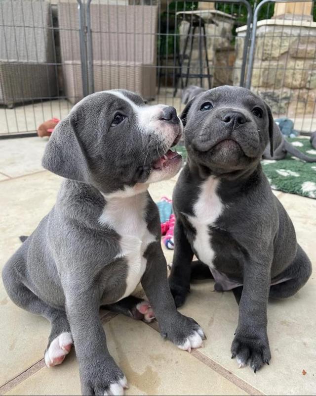 Adorable male and female Blue nose pitbull puppies for adoption Image eClassifieds4u