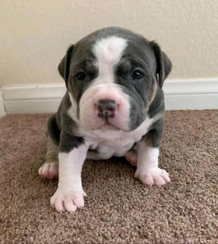 American blue nose pitbull puppies for free adoption male and female available Image eClassifieds4u