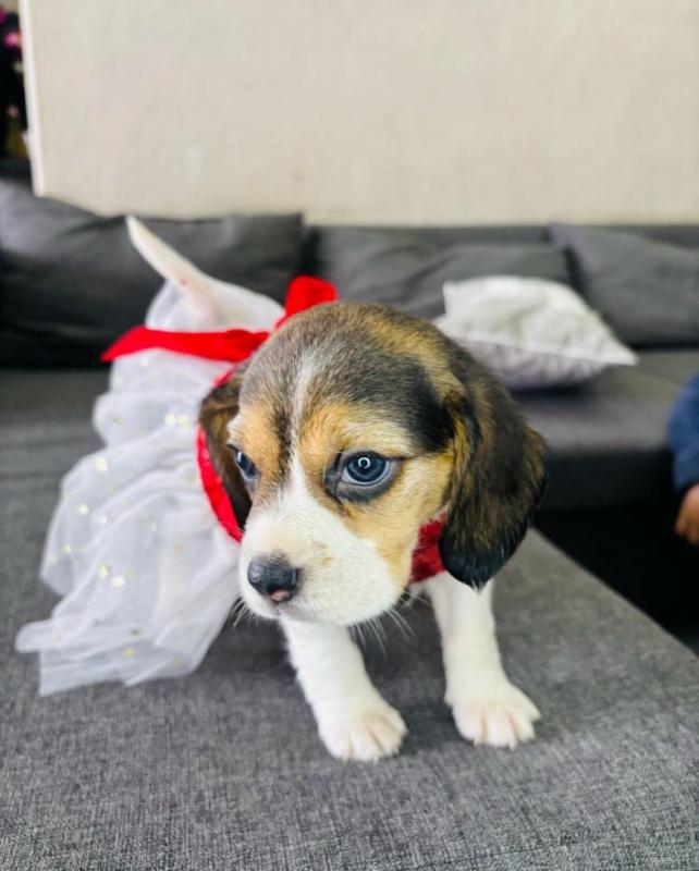 Awesome Beagle puppies given frelly for adoption Image eClassifieds4u
