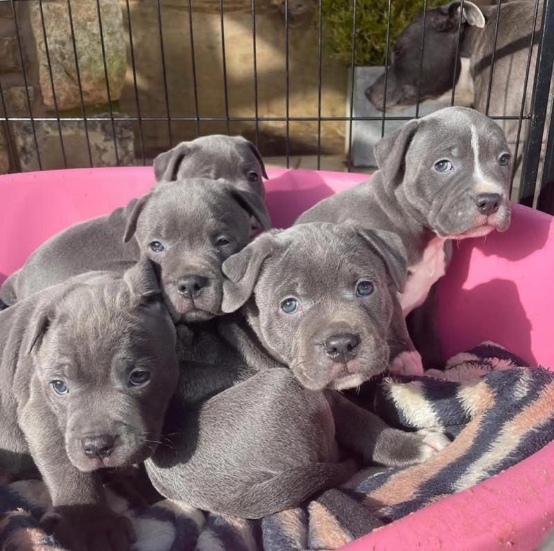 beautifull Blue nose pitbull puppies ready for a new home Image eClassifieds4u