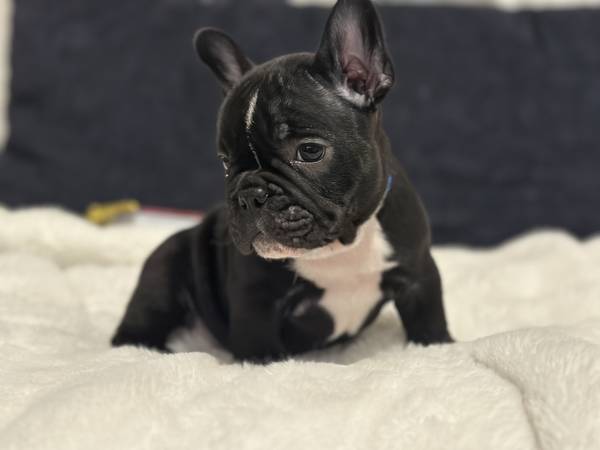 English bulldog puppies for adoption Image eClassifieds4u