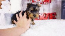 Adorable Yorkshire puppies for sale!!Email petsfarm21@gmail.com Image eClassifieds4u 1