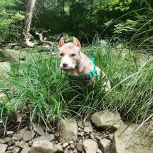 American Pitbull Puppies for sale!!Email petsfarm21@gmail.com Image eClassifieds4u 2