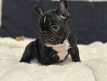 Energetic and playfull English bulldog puppies for adoption Image eClassifieds4u 3