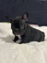 Energetic and playfull English bulldog puppies for adoption Image eClassifieds4u 3