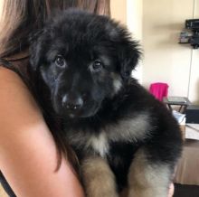 Great German shepherd puppies for re-homing Image eClassifieds4u 2