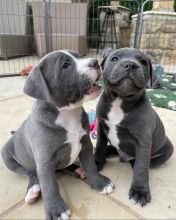 Male and Female American Blue Nose Pitbull Puppies for adoption Image eClassifieds4u 4