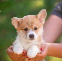 We are given out this male and female cute welsh corgi puppies for free adoption Image eClassifieds4u 2