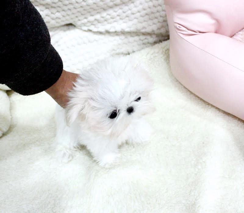 Teacup Shih Tzu Puppies ready for sale!email shihtzupuppies11@gmail.com Image eClassifieds4u