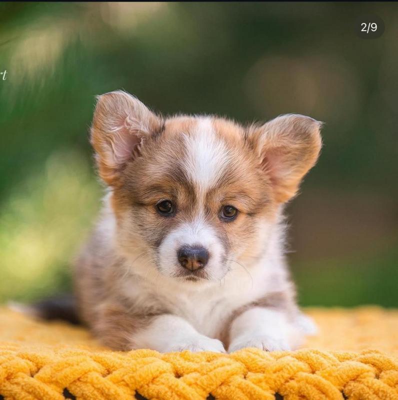 We are given out this cute welsh corgi puppies for free adoption Image eClassifieds4u
