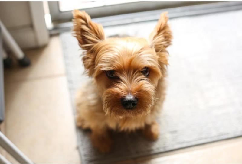❤Yorky puppies for free adoption💚 Image eClassifieds4u