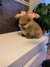 Adorable Pomeranian puppies for sale!!Email petsfarm21@gmail.com