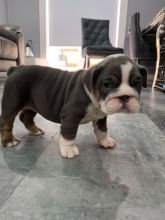 English bulldog Puppies ready for new home!Email petsfarm21@gmail.com