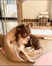 Lovely Male and Female Chihuahua Puppies for Adoption
