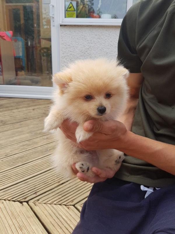 Adorable Pomeranian puppies for sale!!Email petsfarm21@gmail.com Image eClassifieds4u