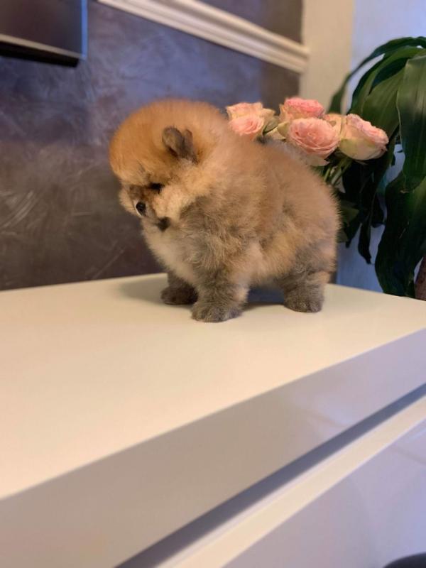 Adorable Pomeranian puppies for sale!!Email petsfarm21@gmail.com Image eClassifieds4u