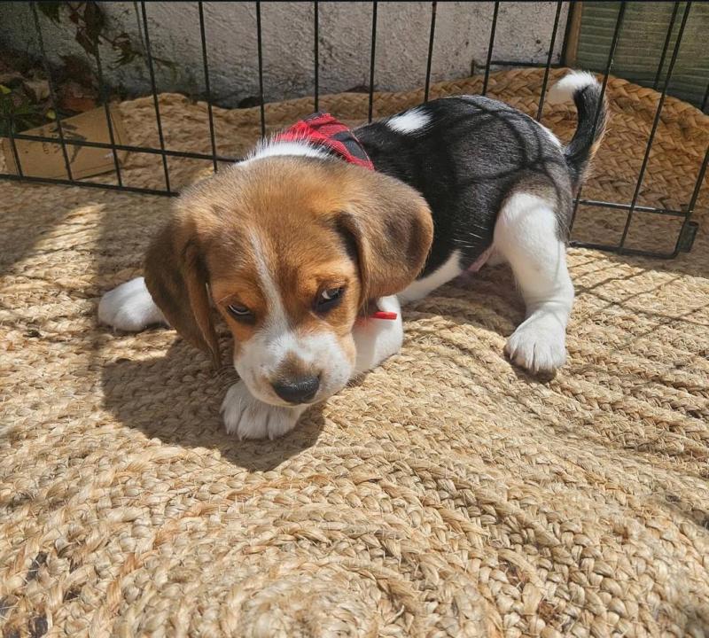 beagle puppies for rehoming Image eClassifieds4u