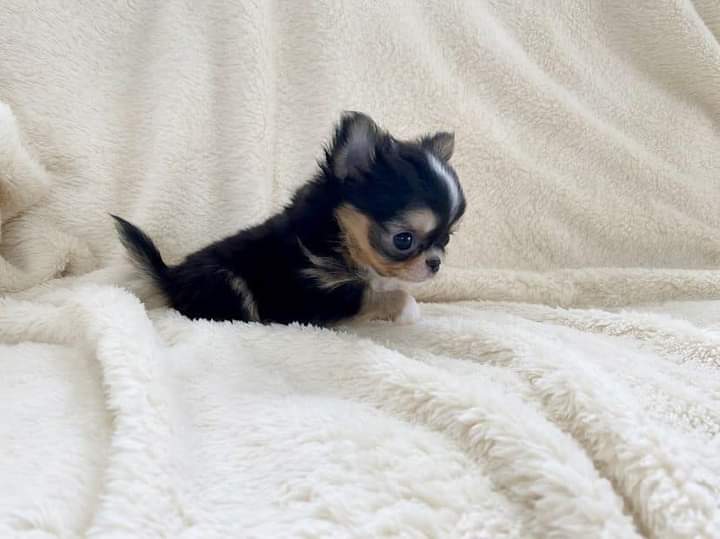 Chihuahua Puppies ready for new families.Email petsfarm21@gmail.com Image eClassifieds4u